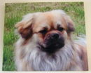 Tibetan Spaniel private commision.